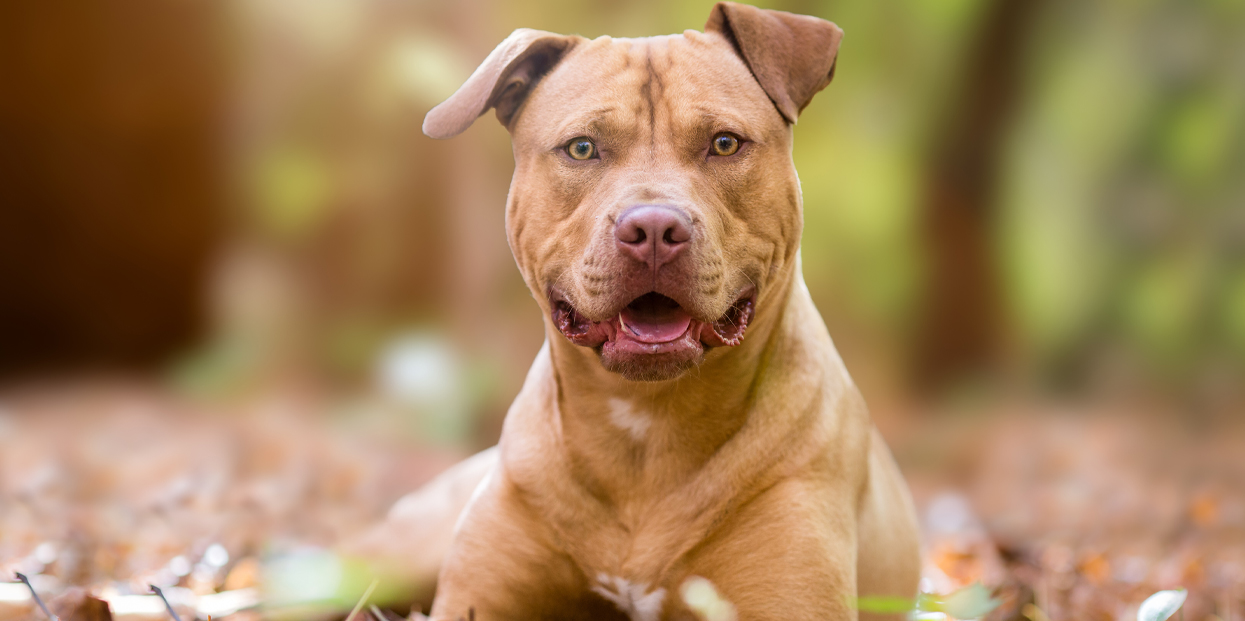 cuantos perros puedo tener en el condado de orange